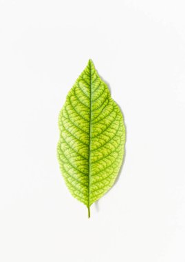 Parlak koyu damarlar ile bırakır. Sonbahar bahçe bırakır. Arka plan resmi