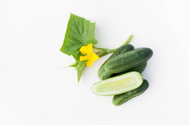 Beyaz zemin üzerinde bir delikanlı ile genç salatalık. Salatalık büyüyen. Arka plan resmi.