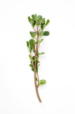 Portulac otlar pişirme ve tıp tariflerde kullanımı. Metin için yer.