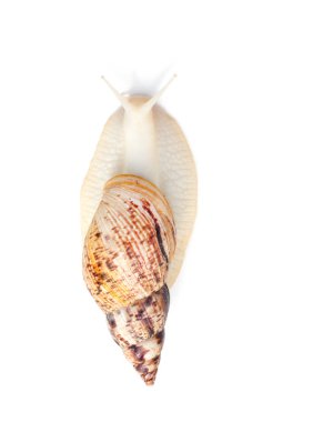 Kozmetik yüz temizliği için salyangoz ve tıpta kullanın. Alan metni kopyalayın