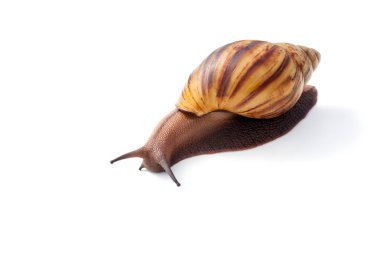 Kozmetik yüz temizliği için salyangoz ve tıpta kullanın. Alan metni kopyalayın