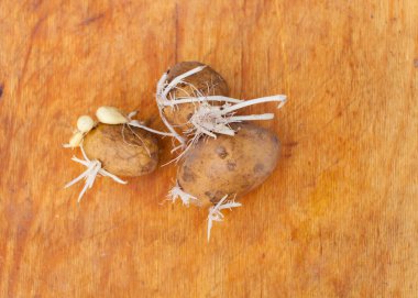 Background image with sprouted potatoes. Place for text. clipart