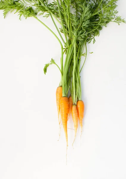 Panen Wortel Pertama Sifat Berguna Sayuran Muda Dari Kebunmu — Stok Foto