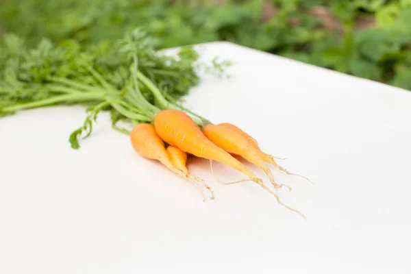 The first carrot harvest. Useful properties of young vegetables from your garden.