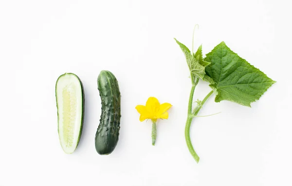 Jonge Komkommers Met Een Takje Een Witte Achtergrond Komkommers Groeien — Stockfoto