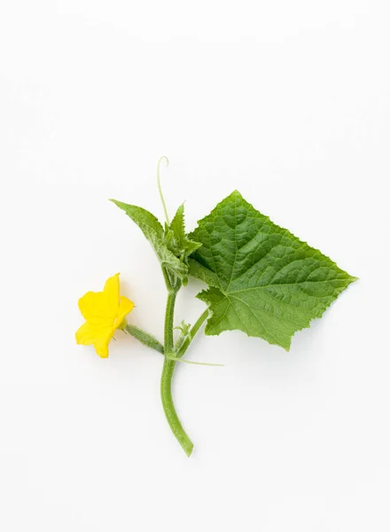 Pepinos Jóvenes Con Una Ramita Sobre Fondo Blanco Cultivando Pepinos — Foto de Stock