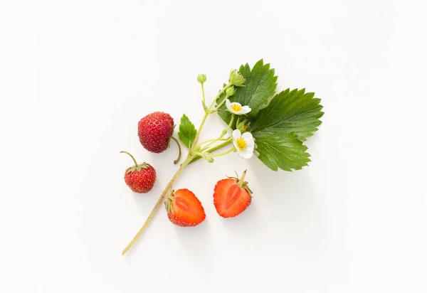 Garden Berries White Background Harvest Berries Copy Space Text — Stock Photo, Image