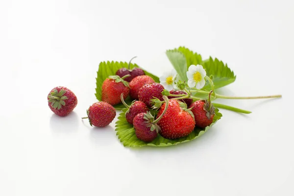 Garden Berries White Background Harvest Berries Copy Space Text — Stock Photo, Image