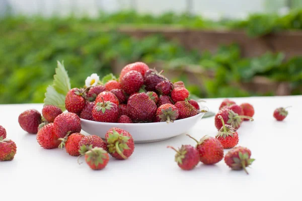 Garden Berries White Background Harvest Berries Copy Space Text — Stock Photo, Image