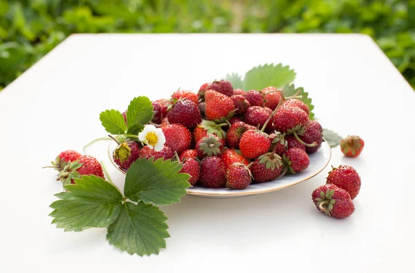 Garden Berries White Background Harvest Berries Copy Space Text — Stock Photo, Image