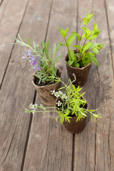 Transplantation Plantes Dans Jardin Culture Herbes Médicinales Place Pour Texte — Photo