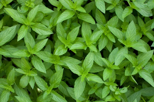 Growing mint in the garden for tea and treatment