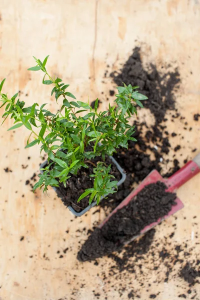 Transplantation Plantes Dans Jardin Culture Herbes Médicinales Place Pour Texte — Photo