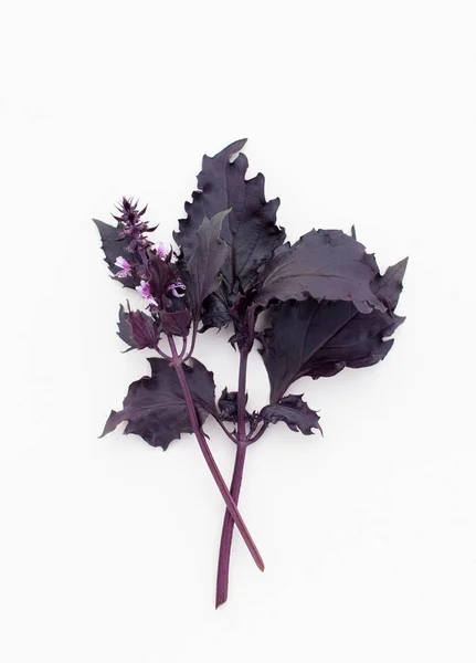 Fűszeres Fűszernövények Saláták Páclében Fehér — Stock Fotó
