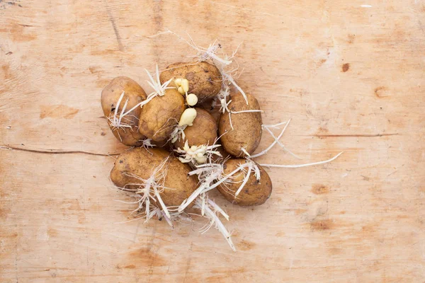 Hintergrundbild Mit Gekeimten Kartoffeln Platz Für Text — Stockfoto