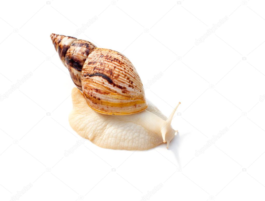 Snail for cosmetic cleaning of the face and use in medicine. Copy space text