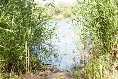 Bitkiler sulak, haliçler ve nehir kıyısında. Metin için yer.