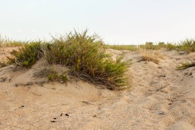 Sabahları bitki örtüsü üzerinde kum tepeleri. Arka plan resmi