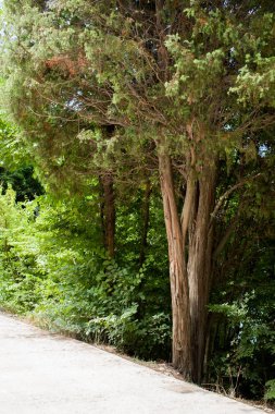 Ağaç sulak, haliçler ve nehir kıyısında. Metin için yer.