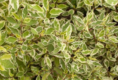 Arka plan resmi bahçe çalı yaprağı. Metin için yer.