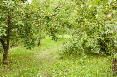 Bitkiler ve Bahçe ağaçları. Açılış ve bırakarak. Metin için yer.