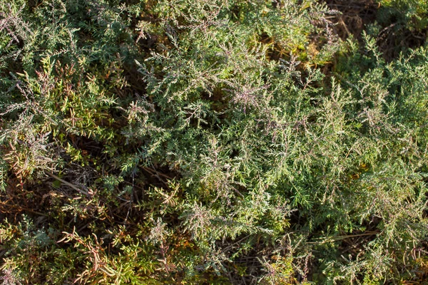 Plants Wetlands Estuaries Banks Rivers Place Text — Stock Photo, Image