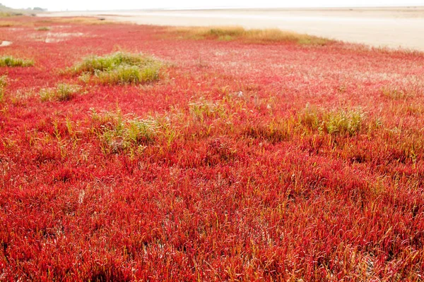 Växter Våtmarker Flodmynningar Och Stranden Floder Plats För Text — Stockfoto