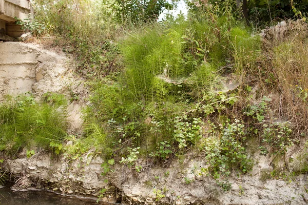 Plants in wetlands, estuaries and on the banks of rivers. Place for text. — Stock Image Plants Wetlands Estuaries Banks Rivers Place Text Royalty Free Stock Images