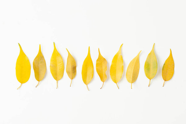 Fallen yellow leaves of indoor plants may be associated with improper care of the plant or pests of indoor flowers.
