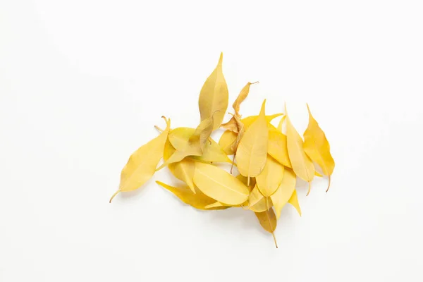 Hojas Amarillas Caídas Plantas Interior Pueden Estar Asociadas Con Cuidado — Foto de Stock
