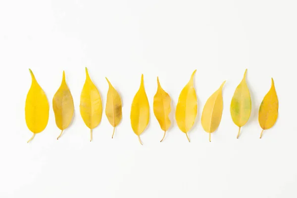Fallen yellow leaves of indoor plants may be associated with improper care of the plant or pests of indoor flowers. — Stock Image Fallen Yellow Leaves Indoor Plants May Associated Improper Care Plant Stock Photo