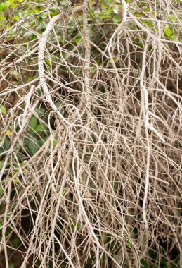 Arka plan görüntüsü genç bir ağacın iç içe kuru beyaz şube