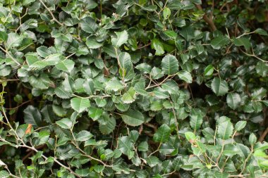 Tropik bitkiler bahçede büyüyen arka plan görüntüsü