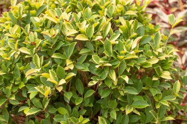 Tropik bitkiler bahçede büyüyen arka plan görüntüsü