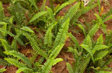 Tropik bitkiler bahçede büyüyen arka plan görüntüsü