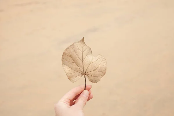 Dry leaf of a tropical plant in the hand on the background of the beach. Autumn in China.