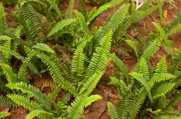 Háttérképet Növekvő Trópusi Növények Kertben — Stock Fotó