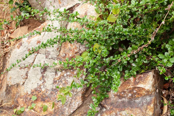 Background Image Block Stone Tropical Plant Place Insert Text Stock Picture