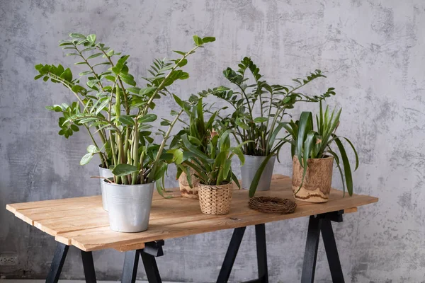 Plantas Maceta Sobre Una Mesa Madera Interior — Foto de Stock