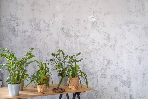 在室内的木桌上盆栽植物 — 图库照片