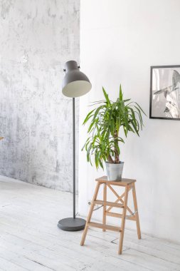 Saksı palm bitki iç ahşap bir raf üzerinde