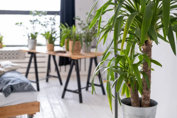 Topfpflanzen Auf Einem Holztisch Innenraum — Stockfoto