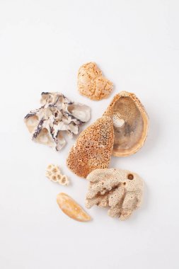 Takı için deniz kabukları Koleksiyonu