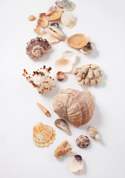 Seashells e corais sobre fundo branco — Fotografia de Stock