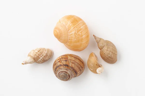 Muszki rzeczne z ślimaków na białym tle — Zdjęcie stockowe