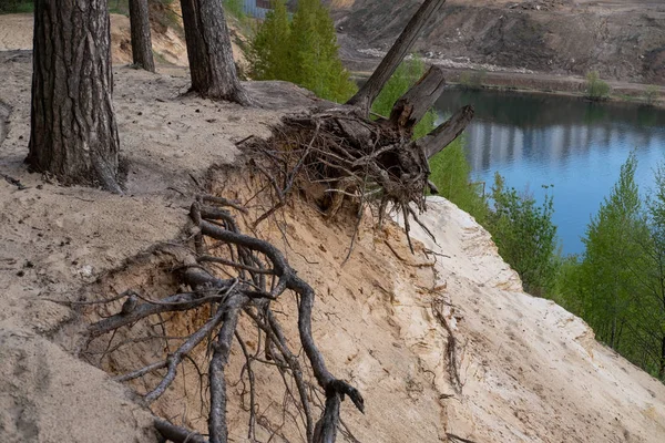 Піщаний схил річки з коренями дерев — стокове фото