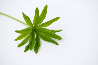 Beyaz arka plan üzerinde Lupin yaprağı. Alan metnini kopyalama