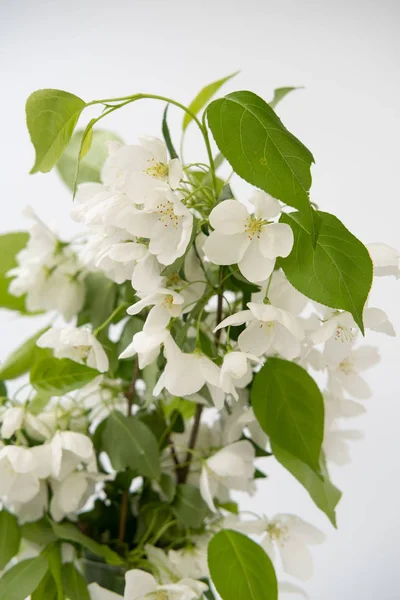 Ramas de jazmín de floración grande sobre un fondo blanco — Foto de Stock