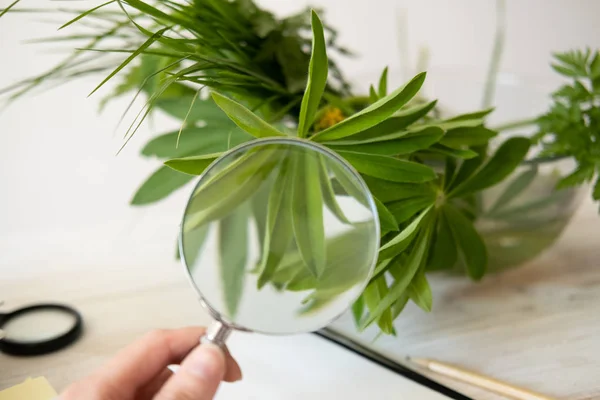 Magnifying glass, Notepad for drawing and ornamental grasses to create a herbarium and Botanical illustration