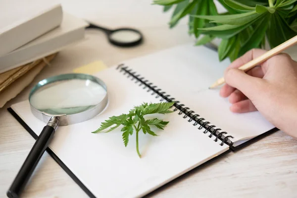 Kaca pembesar, Notepad untuk menggambar dan rerumputan hias untuk membuat ilustrasi herbarium dan Botani — Stok Foto